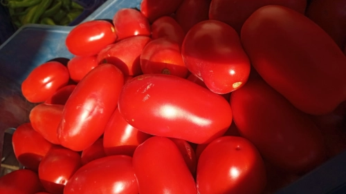 2024 yılı salçalık Domates fiyatları ne kadar oldu?