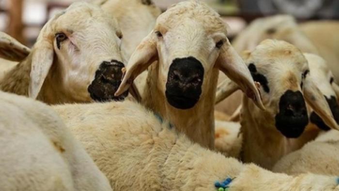 Kurban Bayramı Yaklaşıyor! Diyanet'ten Kurban Kesim Vakti ve Son Gün Uyarısı!