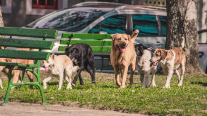 Anayasa Mahkemesi'nden Sahipsiz Hayvan Yasası Kararı: İptal Talebi Reddedildi