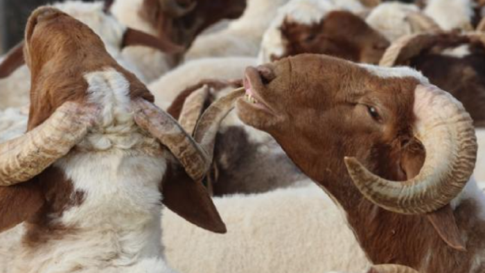 Tarım ve Orman Bakanı İbrahim Yumaklı'dan Kurban Bayramı Müjdesi: Satılamayan Kurbanlıkları ESK Alacak!