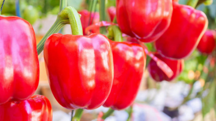 Türkiye Biber Üretiminde Dünyada İlk 4'te Ancak Değerde Geride