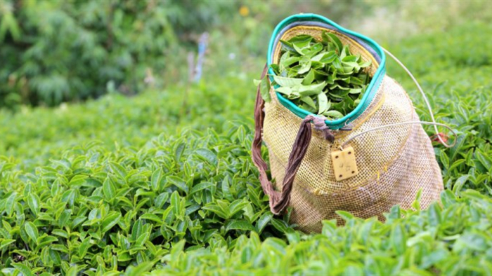 Uzman Kahveci'den Yaş Çay Fiyatı Değerlendirmesi: "Kamusal Regülasyon Bekliyorum"