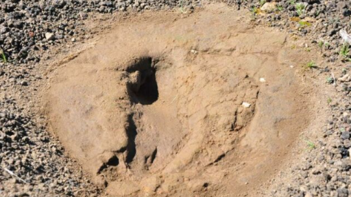 Manisa'da Tarihin İzleri: 4500 Yıllık Ayak İzleri Müzede Sergileniyor