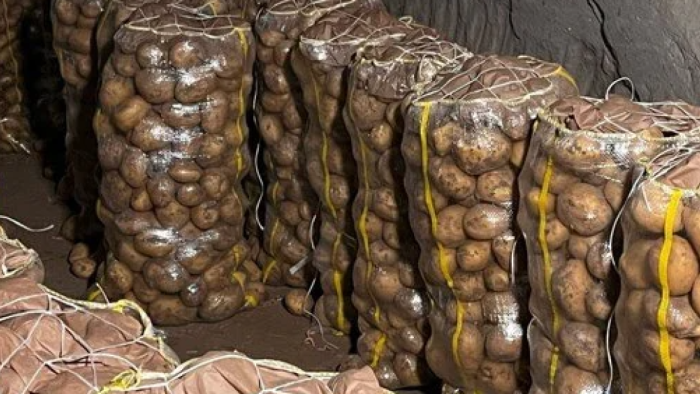 Mersin Limanı'nda Virüslü Patates Alarmı: Tonlarca Tohumluk İade Edildi