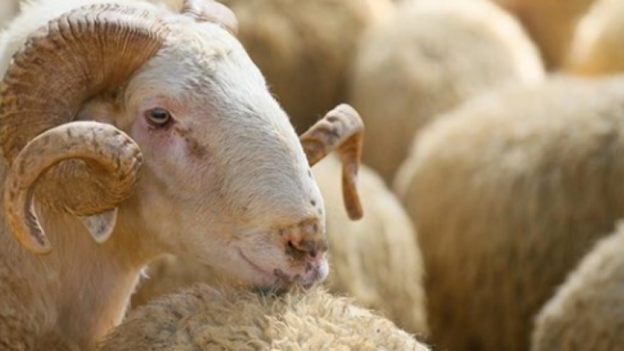 2025 Kurban Bayramı Arifesi 5 Haziran Perşembe Günü İdrak Edilecek: Tatilcilerin Gözü Resmi Takvimde!