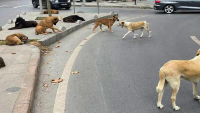Belediyelere Sahipsiz Köpekler İçin 71 Bin Lira Ceza