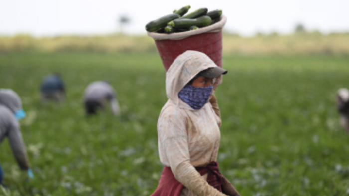 Çağdaş Türk Tarım Platformu'ndan Dünya Çiftçiler Günü'nde Sert Eleştiriler: "Çiftçi Asıl Aktördür, Politika Ayağına Gelecek Olandır!"