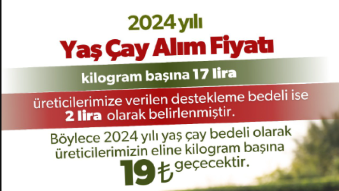 ÇAYKUR Yaş Çay Fiyatında Tartışmalar: Uzmanlardan Tepkiler