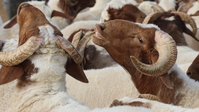 2025 Kurban Fiyatları Belli Oldu: Büyükbaş ve Küçükbaş Kurbanlıklar Kaç TL'den Başlıyor?