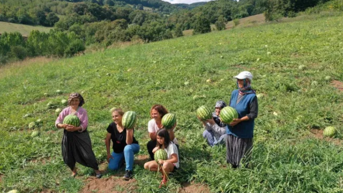 Kandıra Karpuzunda Üretim Artışı Hedefi!