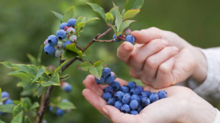 Bursa'da Yaban Mersini Hasadı Başladı: Kilosu 300 TL'den Satılıyor