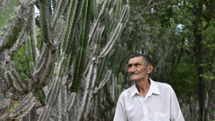 Brezilya'da Çölleşmeye Karşı Dev Kaktüslerle Mücadele